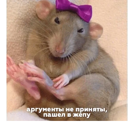 млекопитающее животное грызун