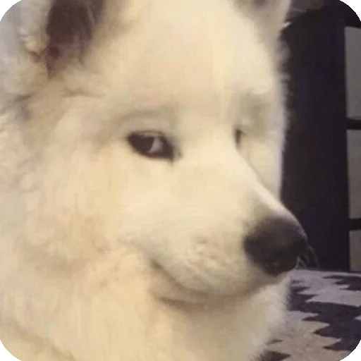 животное млекопитающее собака