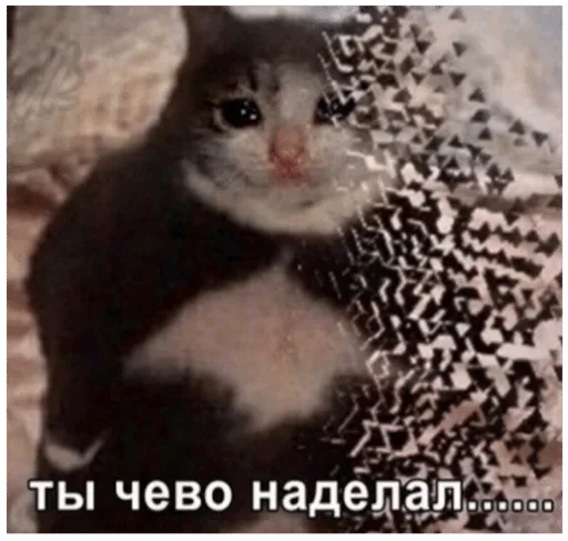 СМС животное млекопитающее