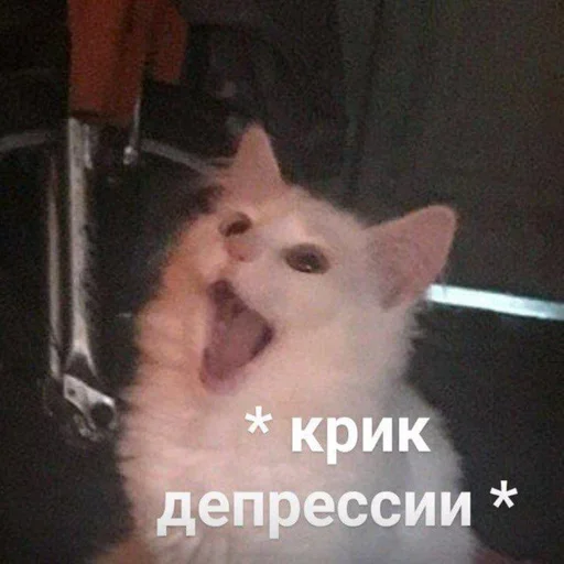 животное млекопитающее кошка