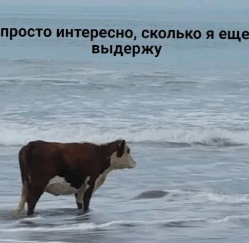 mammal animal cattle