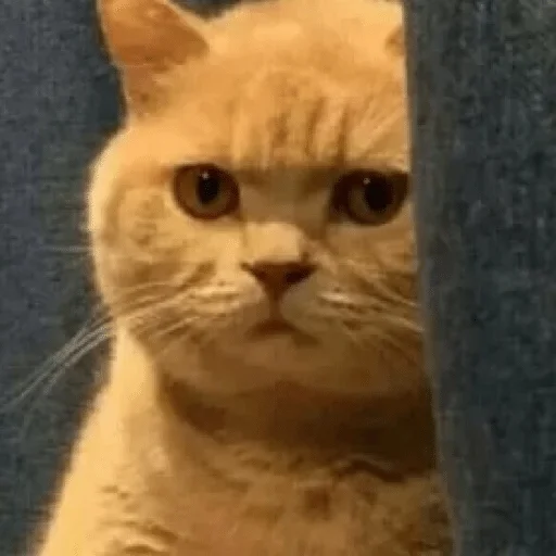 bomjara — @stckrRobot - СМС