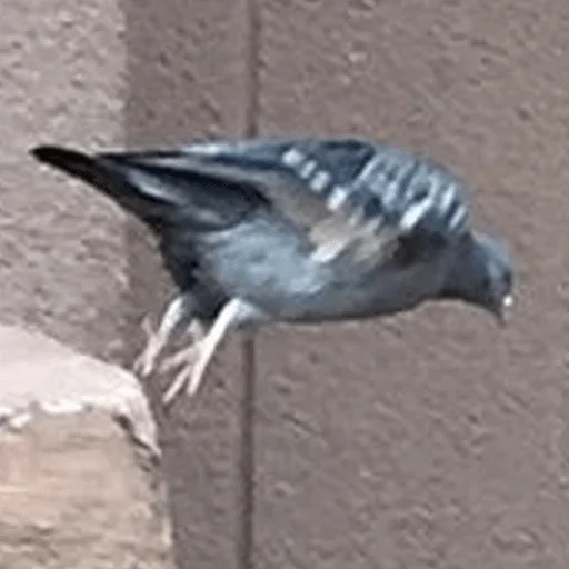 ікруся пак 2 — @stckrRobot - человеческое лицо