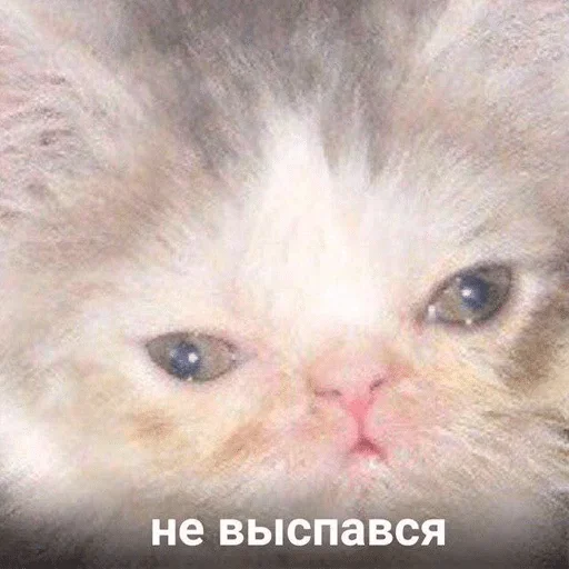 млекопитающее животное кошка