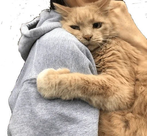 животное мех кошачьи