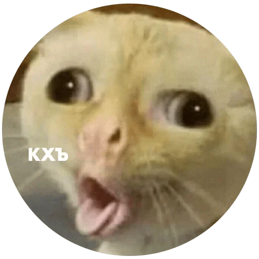 mammal animal small to medium-sized cats