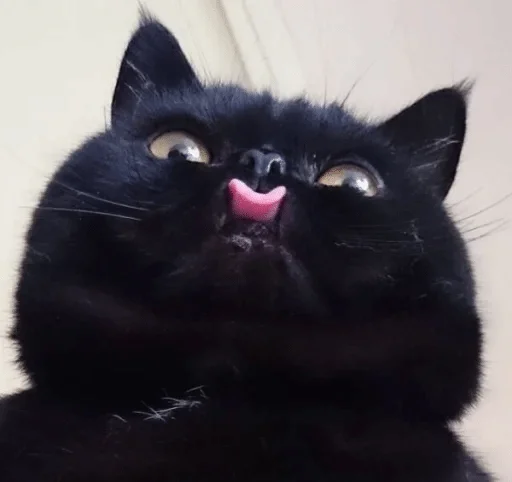 animal mammal domestic cat