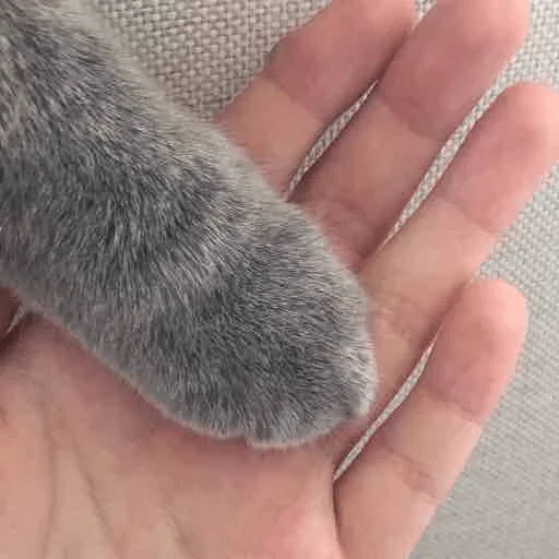 млекопитающее животное мех