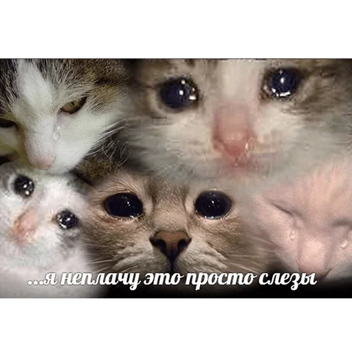 млекопитающее животное кошка