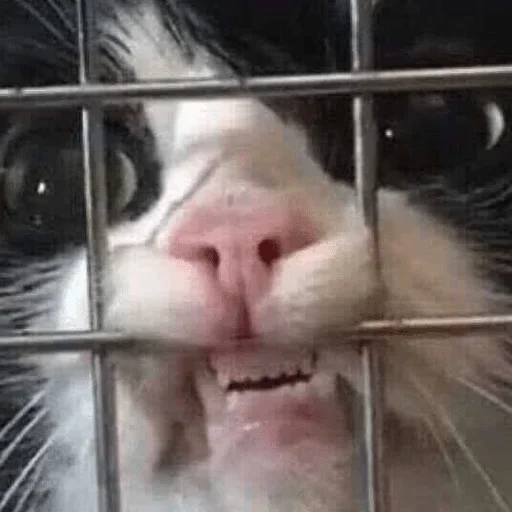 Стикер соли для бани — @stckrRobot - 1