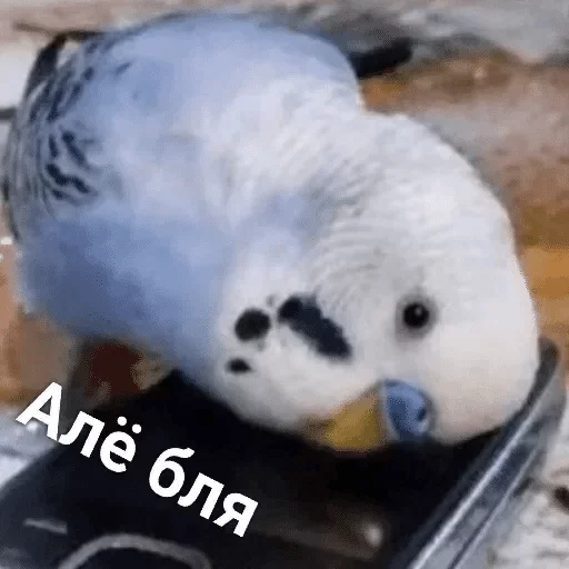 Popuga — @stckrRobot - животное