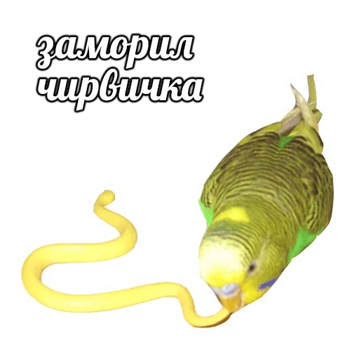 cartoon animal illustration