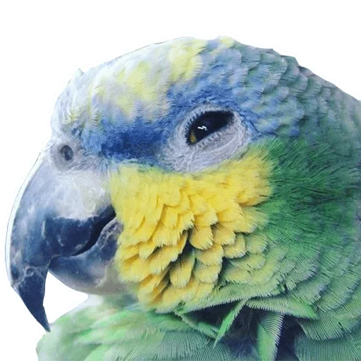 animal parrot bird