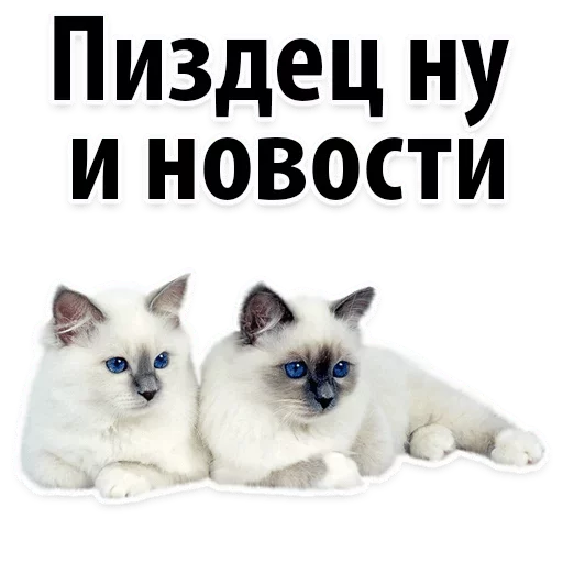 животное домашняя кошка млекопитающее