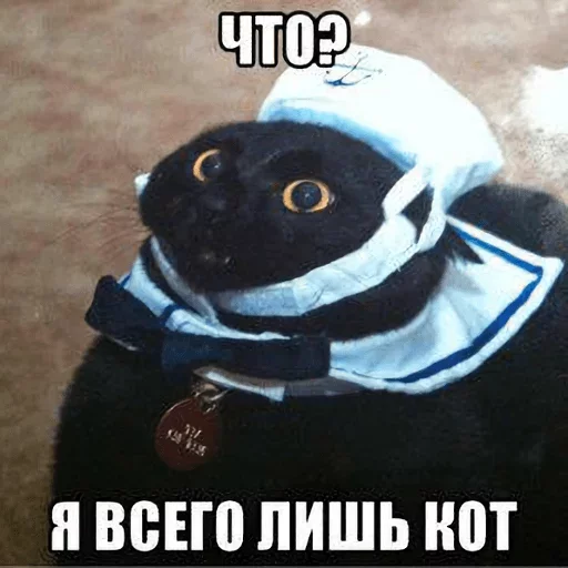 СМС животное млекопитающее