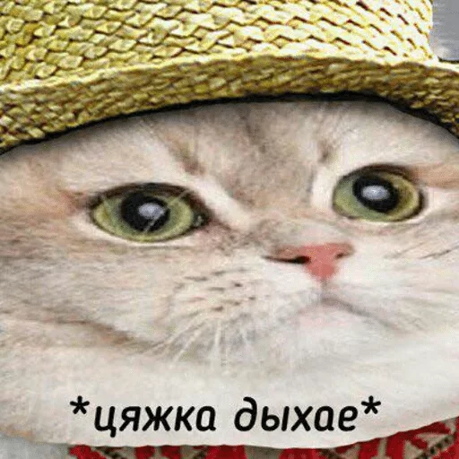 млекопитающее животное кошка