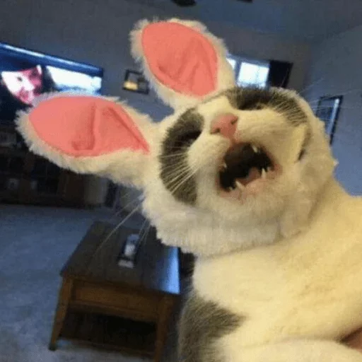 комнатный кошка мех