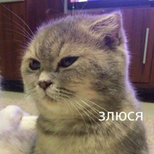 животное млекопитающее кошка