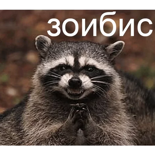 animal mammal raccoon