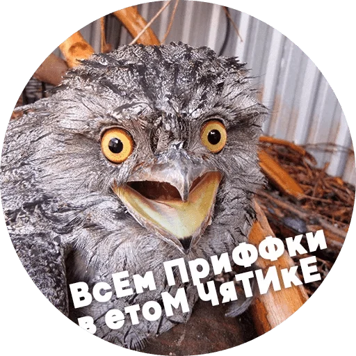 bird animal owl