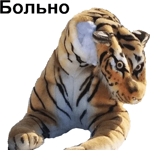 animal mammal big cat