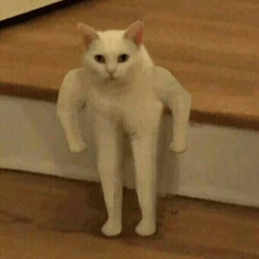 mammal animal domestic cat