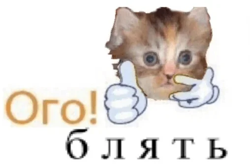 domestic cat cat animal