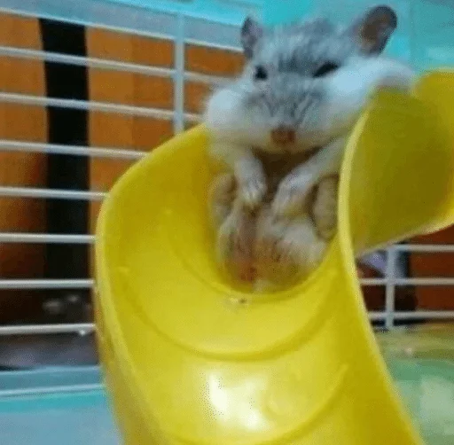 hamster mammal rodent