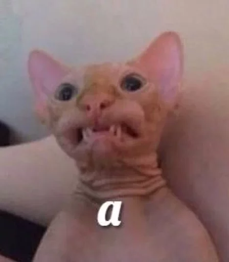 mammal animal small to medium-sized cats