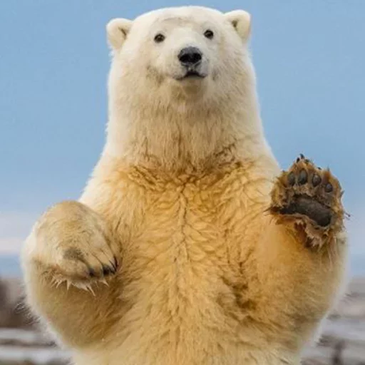 животное млекопитающее медведь