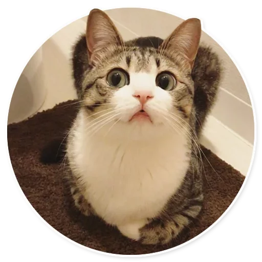 кошки малого и среднего размера животное кошка