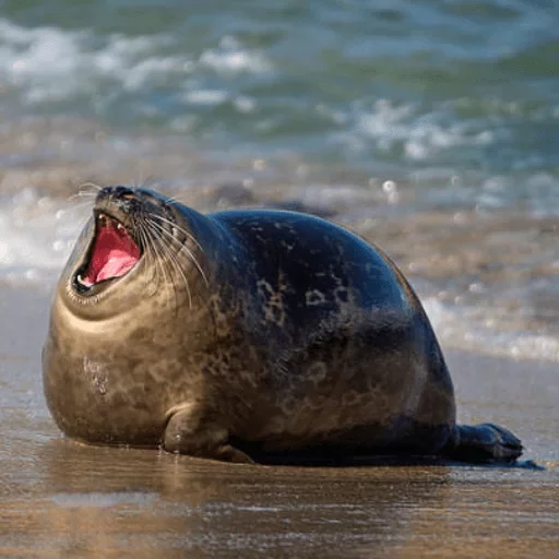 животное млекопитающее морские млекопитающие