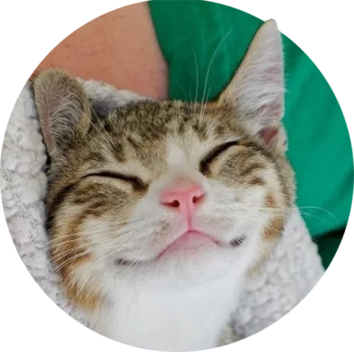 млекопитающее животное кошка