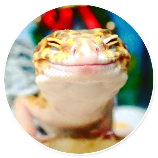 десерт пресмыкающееся пища