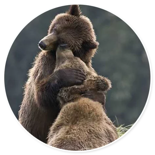 животное млекопитающее мех