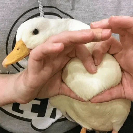 водная птица животное птица