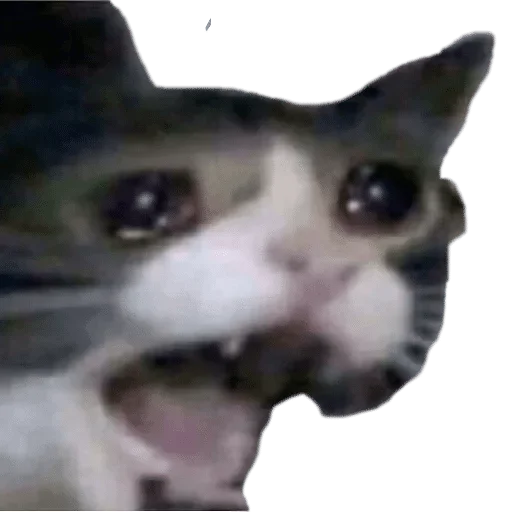 животное млекопитающее кошка