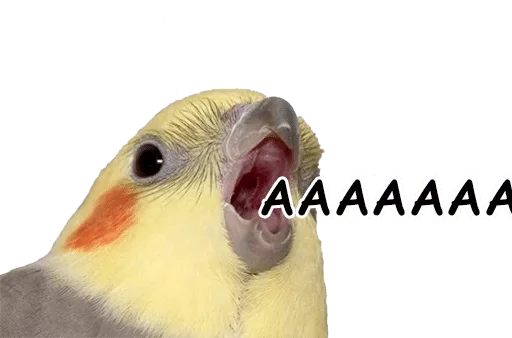 животное птица попугай