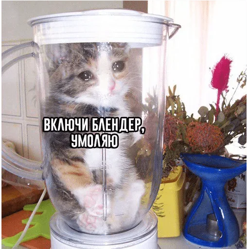 animal small to medium-sized cats indoor