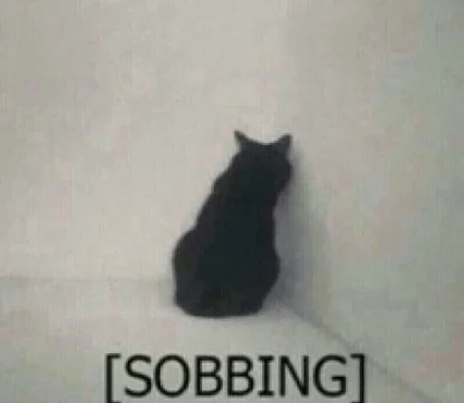 small to medium-sized cats black cat cat