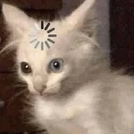 млекопитающее животное кошка