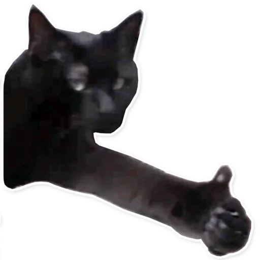 кошка кошки малого и среднего размера животное