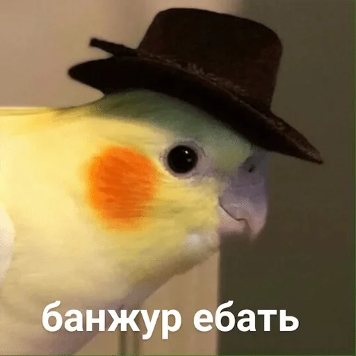 птица животное клюв