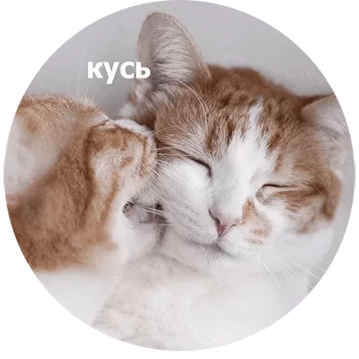 Стикер Mne Pohyi da — @stckrRobot - 10