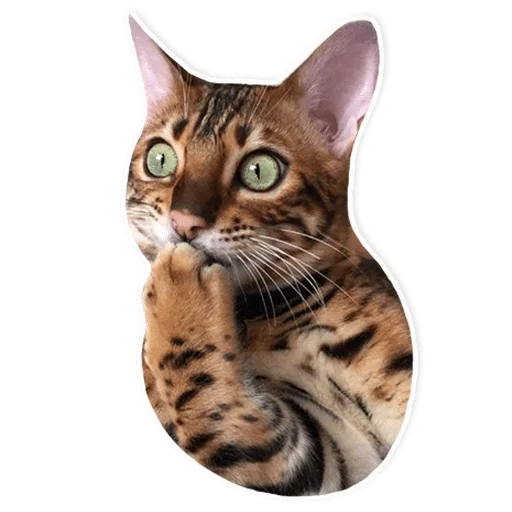 животное млекопитающее кошка