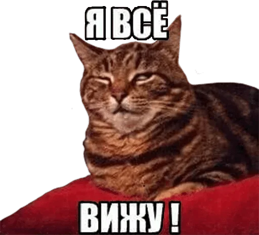 животное кошки малого и среднего размера млекопитающее