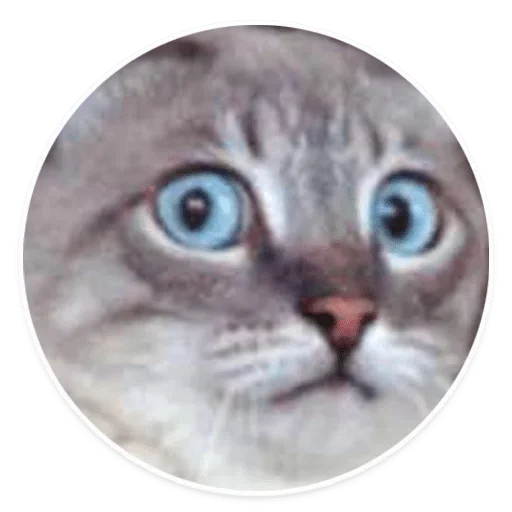 животное млекопитающее кошка