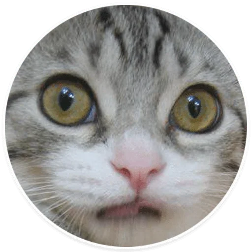 млекопитающее животное кошки малого и среднего размера