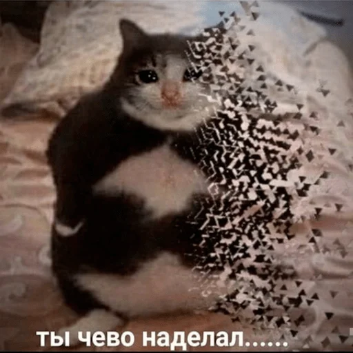 animal domestic cat cat