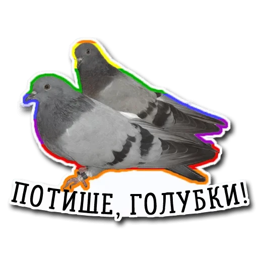 птица животное клюв